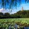 Lotus pond landscape