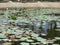 Lotus pond with lotus flowers