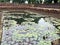 Lotus Pond in the Muangtam Castle