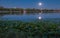 Lotus pond at night