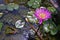 Lotus Pond Purple Flower Concept