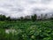 lotus pond under cloudy sky in Wuhan city hubei province china