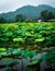 Lotus ponds in peaceful and quiet countryside