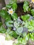 Lotus on pot with leaf and water shoot from high angle