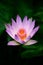 Lotus in purple color has just bloom. nature pink flower purple lotus