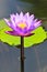 Lotus purple flower