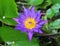 Lotus purple flower