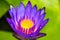 Lotus purple flower close-up