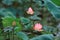 The lotus in the Qiandenghu Park of Foshan