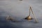 Lotus seed pod and leaf on ice