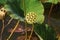 Lotus seedpod close-up