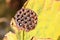 Lotus seedpod close-up