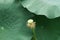 A lotus seedpod and leaves in river