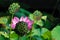 Lotus seedpods and flower