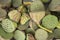 Lotus seeds sold at a market in Humble Administrator`s Garden or Zhuozheng yuan in Suzhou, China