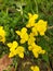 Lotus tenuis yellow flowers