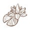 Lotus traditional symbolic flora of China monochrome sketch vector illustration