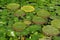 Lotus and water lilly leaves on lake