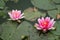 Lotus water lily flower