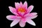 Lotus water lily isolated with clipping path black background