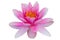 Lotus water lily isolated with clipping path white background