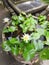 Lotus on water shoot from high angle