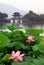 Lotus in West lake, Hangzhou