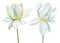 Lotus white flowers on isolated white background, set lotus flower, watercolor illustration, hand drawing flora wedding