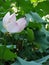 Lotuses in the botnical garden