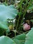 Lotuses in the botnical garden