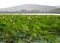 Lotuses Komarova with light pink petals and drops of water on the background of mountains, trees, forest, green leaves.