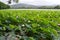 Lotuses Komarova with light pink petals and drops of water on the background of mountains, trees, forest, green leaves.