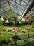 Lotuses in the lake.