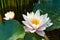 Lotuses on the water in the summer garden pond.