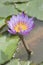 Lotusflower in a pond with green leaves.