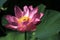 lotusï¼›lotus flowerï¼›