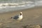 Loud Mouth seagull in Florida is angry on the Beac