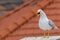 loud seagull on rooftop
