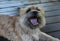 Loud shouting young cairn terrier