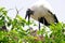 Loud white wood storks in nest, Florida
