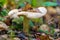 Ð¡louded agaric (Clitocybe nebularis) edible mushroom among fal
