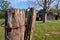 Louisiana Barn Early Morning 02 front fence post