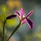 Louisiana Black Gamecock Iris Blossom