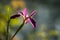 Louisiana Black Gamecock Iris Blossom