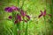 Louisiana Black Gamecock Iris Blossoms Digitally Painted