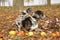 Louisiana Catahoula dog with adorable in autumn
