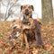 Louisiana Catahoula dog with puppies in autumn