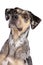 Louisiana Catahoula Leopard dog