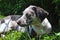 Louisiana Catahoula Leopard Dog (Puppy)