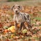 Louisiana Catahoula puppy in Autumn